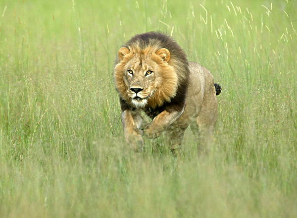 Charging lion image